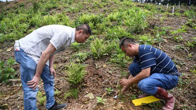 5月28日,在广西融安县西山林场,何振革(右)和团队成员在检查造林