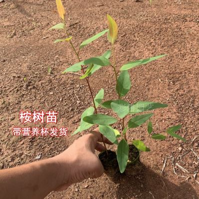 桉树苗 速生桉树苗广29 耐寒木材树生长快的经济造林种苗广西发货